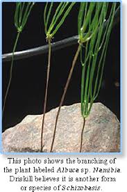 Image result for Schizobasis intricata