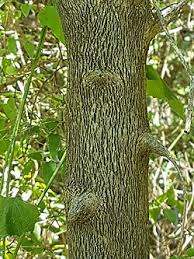 Image result for Diospyros dichrophylla