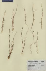 Image result for Schizachyrium brevifolium