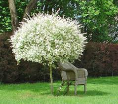 Qu'elles peuvent être les solutions possibles ? 7 Petits Arbres A Planter En Bac Gamm Vert