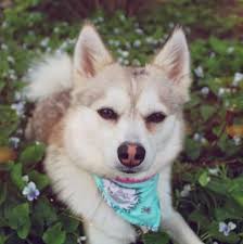 Beasley the Pomsky Pup