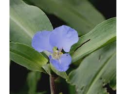 Image result for Commelina