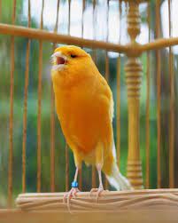 Gambar Burung Kenari Vektor Wallpaper Harga Kenari Terbaru Maret 2017 Png Gambar Burung Kenari Vektor Gambar Burung Kena In 2021 Gambar Burung Burung Gambar