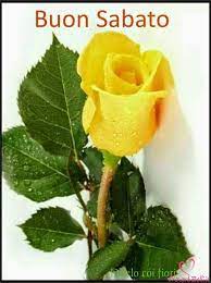 Cerca nel più grande indice di testi integrali mai esistito. Buongiorno Sabato Belle Immagini Per Whatsapp Proverbibelli It Fiori Gialli Piantare Fiori Foto Di Fiori