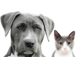 Too many pets don't get protected against important diseases. Easyvetclinic Alpharetta L Low Cost Pet Vaccines Alpharetta Ga Roswell Ga