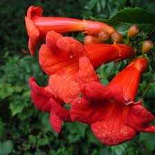 In nature, it can be found in swamps, forests, and thickets. Trumpet Creeper Campsis Radicans 100 Seeds