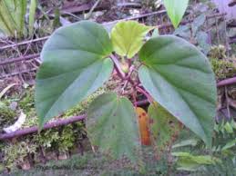 Image result for Begonia poculifera
