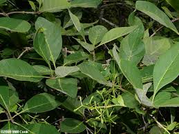 Image result for Chionanthus foveolatus