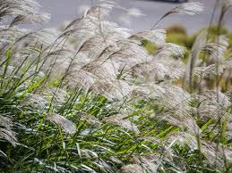 Image result for Miscanthus sinensis