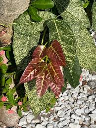 Image result for Ficus ingens