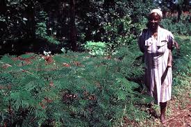 Image result for Calliandra calothyrsus