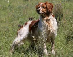 CPEB Clube Português do Epagneul Breton - Home | Facebook