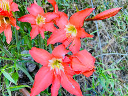 Image result for Hippeastrum puniceum