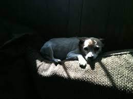 « » press to search craigslist. 79 Found Dogs Ideas Dogs Find Pets Animals