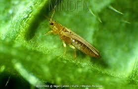 Image result for Onion Thrips