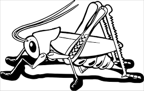 These alphabet coloring sheets will help little ones identify uppercase and lowercase versions of each letter. Grasshopper Insect Coloring Page Coloringbay