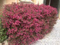 L'unisessualità è dovuta a fenomeni evolutivi di aborto a partire da fiori inizialmente completi. La Siepe Di Loropetalum Dai Fiori Rosa Che Ricorda Il Cotoneaster Lacteus