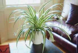 The ideal plant for the forgetful plant owner, zz plant is a forgiving plant that handles low light and sporadic watering. 20 Indoor Plants That Thrive On Low Light