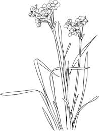 Narcissus Tazetta Coloring Page Pansies Art Paperwhite Flowers Narcissus Tattoo