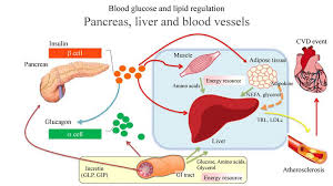 Diagram of liver and blood vessels. Blood Glucose And Lipid Regulation Pancreas Liver And Blood Vessels Download Scientific Diagram