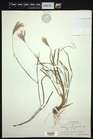 Image result for Eulalia polyneura