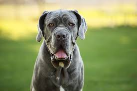 They can weigh up to 7kg or thereabouts when fully grown. 25 Biggest Giant Dog Breeds Largest Dog Breed Photos