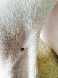 Pin On Dog Health