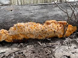 Image result for Pycnoporellus alboluteus