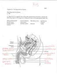 Best anatomy and physiology coloring workbook review, in bio explorer. Document