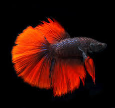 Bettas Are Uncomplicated To Care For With The Appropriate Tank And Wonderful To Look At So They Are Very Popular Nicknamed The Siamese Fighting Fish Betta Fish