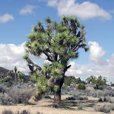 Are joshua tree flowers edible. Joshua Tree Yucca Brevifolia Desertusa