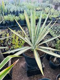 Image result for Agave sisalana