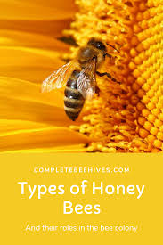 Types Of Honey Bees Types Of Honey Bees Bee Bee Colony