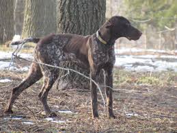 Quality bred german shorthaired pointers. Rheaume S German Shorthaired Pointers Home Facebook