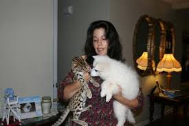 You can also choose from. Are Bengals Dangerous The Misconception Of The Bengal Cat Poc