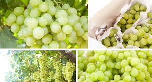 We did not find results for: Grape Evolution Nuove Varieta Seedless Intervista A Dimitros Spanos Uva Da Tavola
