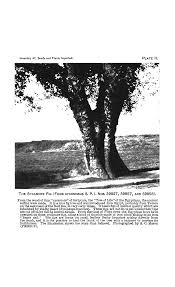 Image result for Triumfetta setulosa