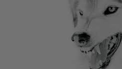 Https Encrypted Tbn0 Gstatic Com Images Q Tbn And9gcqaeeod Muh7wva Oe15humuosxl0gs Zrz8a Usqp Cau