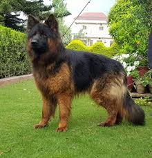 Pin By Ayyazulislam On German Shepherd Long Stock Hair German Shepherd Dogs King German Shepherd German Shepherd