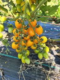 Image result for tomato Datterino