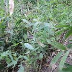 Image result for Justicia nyassana