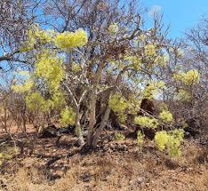 Image result for Vepris rogersii