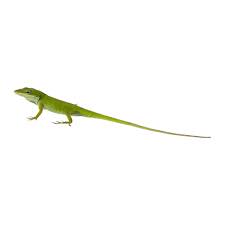 A cage 24 inches wide by 24 inches deep by 36 inches high is a good minimum size for a pair of sugar gliders. Green Anole For Sale Live Pet Reptiles Petsmart