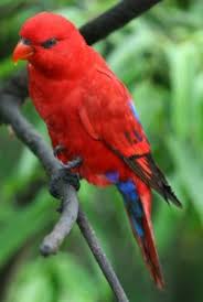 Recent examples on the web yet the ferries are crammed with them. Red Lory Animal Database Fandom