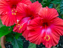 Image result for Hibiscus rhabdotospermus