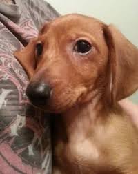 Patti's dachshund farm in alabama is a trusted breeder with miniature doxies for sale. Ckc Miniature Dachshund Puppies For Sale In Gadsden Alabama Classified Americanlisted Com