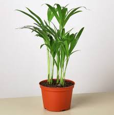 Image result for Dypsis lutescens