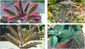 Image result for Kalanchoe lanceolata