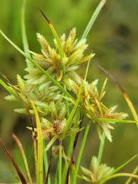 Image result for Pycreus pumilus