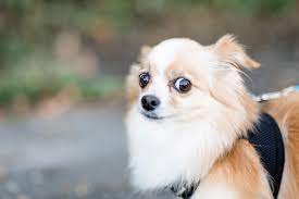 Check spelling or type a new query. Adolescent Dogs Go Through Fear Periods The Bark